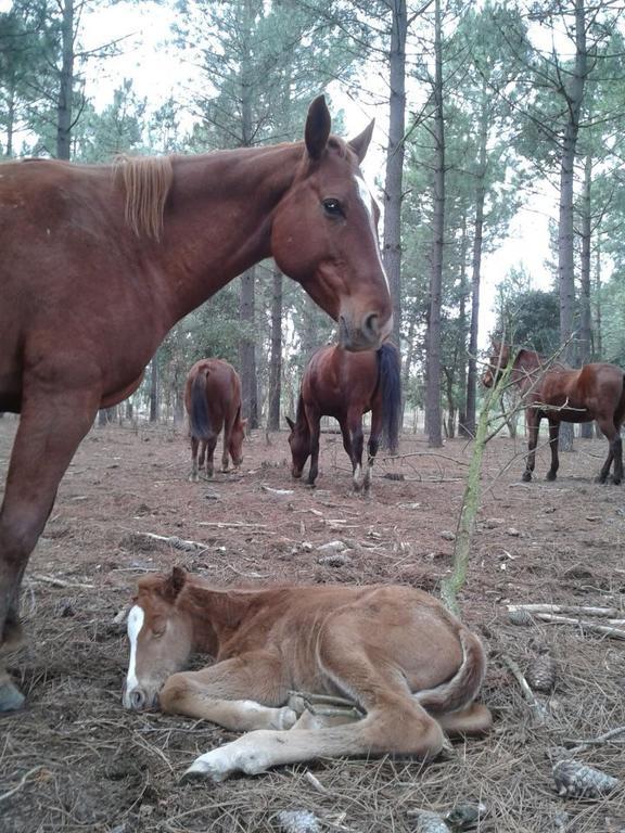 Residential Horse Club Costa Brava Ostello Santa Cristina d'Aro Esterno foto